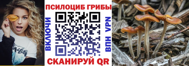 Галлюциногенные грибы Psilocybe  Купить где  Любань 